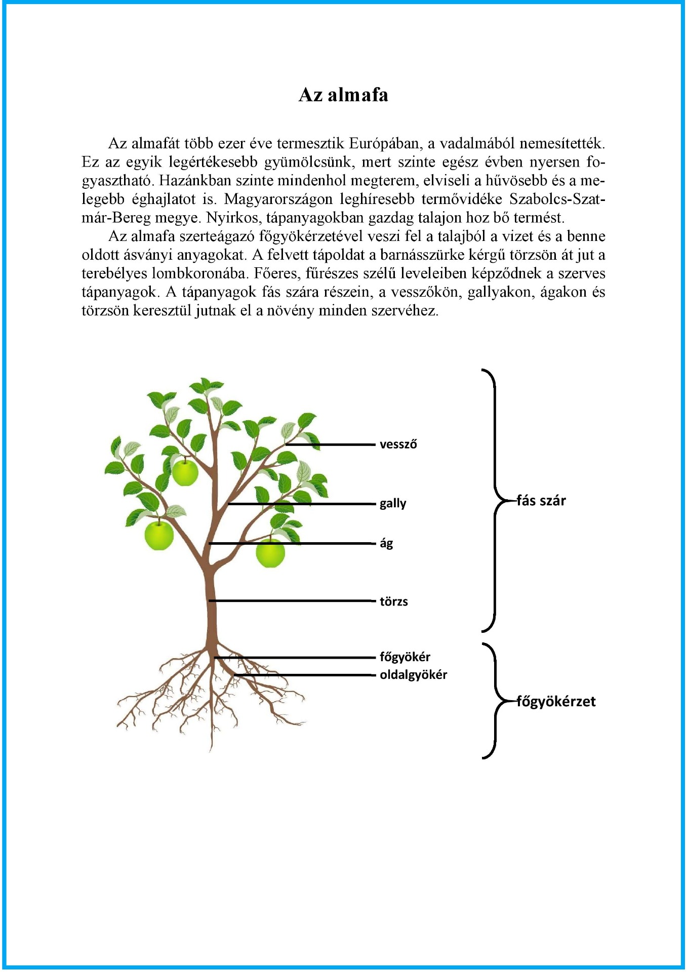 Kép: Tankönyv 20. oldal